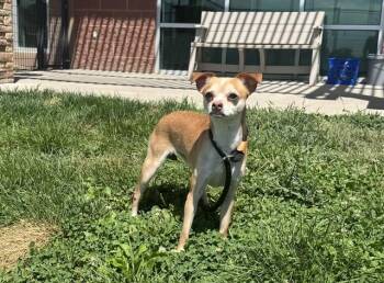 MOCHI -  Chihuahua Dog for Adoption in Pueblo, Colorado - MOCHI | PetCurious