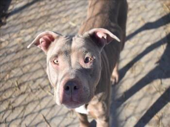 Pit Bull Terrier Dogs Available for Adoption - COCO | PetCurious