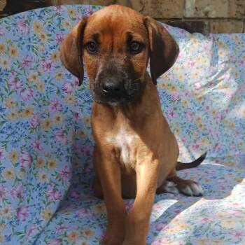 Rescue Hound and Mixed Breed Dogs for Adoption in Wadena, Minnesota - Skip James | PetCurious