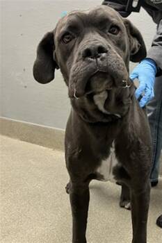 DIESEL -  Cane Corso Dog for Adoption in Las Vegas, Nevada - DIESEL | PetCurious
