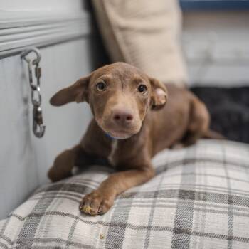 Toby Keith -  Vizsla and Mixed Breed Dog for Adoption in Pawling, New York - Toby Keith | PetCurious
