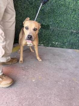 61627385 -  Pit Bull Terrier and Mixed Breed Dog for Adoption in El Paso, Texas - 61627385 | PetCurious