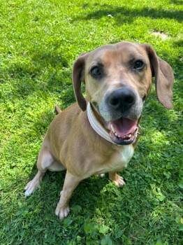 Labrador Retriever and Coonhound Dogs Available for Adoption in Saint Charles, Missouri - Mocha | PetCurious