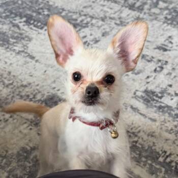 Beans -  Chihuahua Dog for Adoption in Newark, New Jersey - Beans | PetCurious