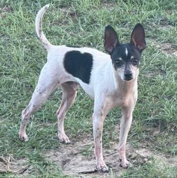 Johnny Cash aka Tiny Dog -  Chihuahua Dog for Adoption in Grand Bay, Alabama - Johnny Cash Aka Tiny Dog | PetCurious
