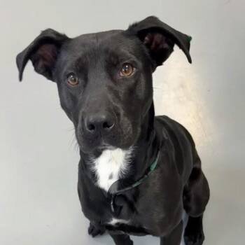 Black Labrador Retriever Dogs Available for Adoption - Banjo | PetCurious