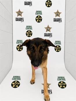 WILLA -  German Shepherd Dog and Mixed Breed Dog for Adoption in Winter Haven, Florida - WILLA | PetCurious
