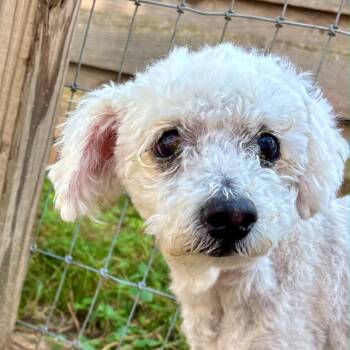 Rescue Lhasa Apso and Mixed Breed Dogs for Adoption in Houston, Texas - Casper Lee | PetCurious