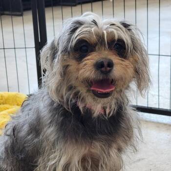 Toots -  Yorkshire Terrier and Miniature Poodle Dog for Adoption in Spanish Fork, Utah - Toots | PetCurious