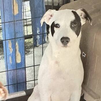 Rescue Mixed Breed Dogs for Adoption in Chicago, Illinois - Sammie | PetCurious