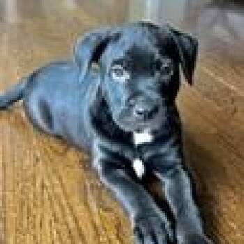 Labrador Retriever Dogs Available for Adoption - OREO- Needs A Forever Home! | PetCurious