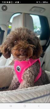 Harley -  Poodle Dog for Adoption in Marine City, Michigan - Harley | PetCurious