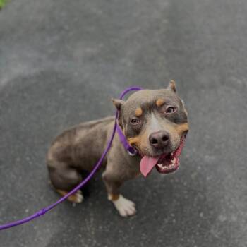 Krew -  Pit Bull Terrier Dog for Adoption in Philadelphia, Pennsylvania - Krew | PetCurious