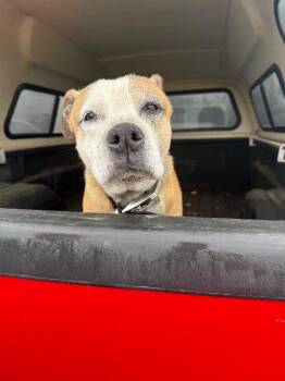 Boxer Dogs Available for Adoption in Auburn, Indiana - Ragnar | PetCurious