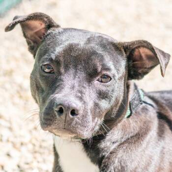 Terrier Dogs Available for Adoption in Hilton Head Island, South Carolina - Piper | PetCurious