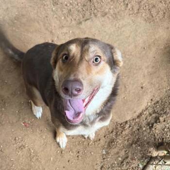 Ziggy -  German Shepherd Dog Dog for Adoption in Stephenville, Texas - Ziggy | PetCurious