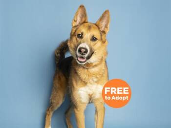 German Shepherd Dog and Mixed Breed Dogs Available for Adoption in Phoenix, Arizona - SHAMUS | PetCurious