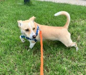 Carson -  Chihuahua Dog for Adoption in Littleton, Colorado - Carson | PetCurious