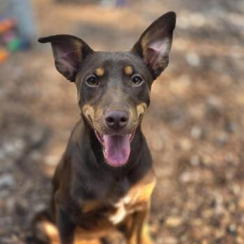 Cricket -  Shepherd Dog for Adoption in Wake Forest, North Carolina - Cricket | PetCurious