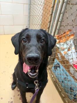Quinn -  Labrador Retriever Dog for Adoption in Hamilton, Ohio - Quinn | PetCurious
