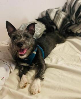 MILLICENT -  Wirehaired Terrier Dog Available for Adoption in Alpharetta, Georgia - MILLICENT | PetCurious