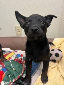 Rescue Australian Cattle Dog Blue Heeler and Mixed Breed Dogs for Adoption in Neosho, Missouri - Ashes | PetCurious