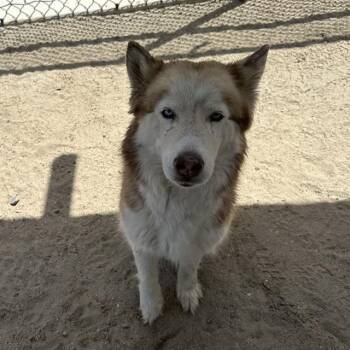 Husky Dogs Available for Adoption in Thousand Palms, California - VESPER | PetCurious