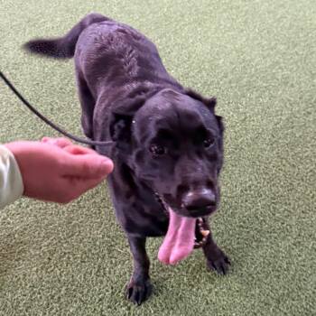 Duke 4292 -  Black Labrador Retriever Dog for Adoption in Loxahatchee Groves, Florida - Duke 4292 | PetCurious