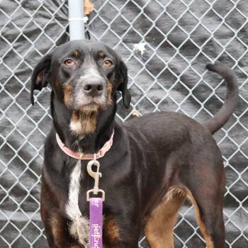 Rescue Irish Terrier and Mixed Breed Dogs for Adoption in Springfield, Illinois - Hershey | PetCurious