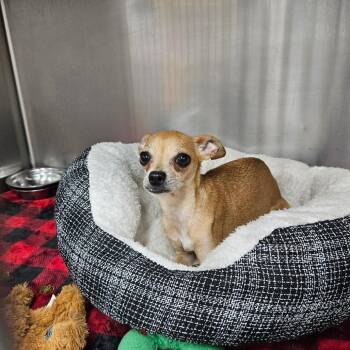 Lulu -  Chihuahua Dog for Adoption in Ridgely, Maryland - Lulu | PetCurious