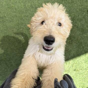 Monroe -  Poodle Dog for Adoption in Agoura Hills, California - Monroe | PetCurious