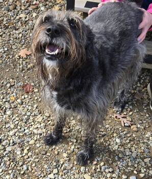 Rescue Giant Schnauzer and Wheaten Terrier Dogs for Adoption in North Olmsted, Ohio - Siggy | PetCurious