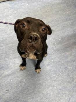 Ballerina -  Mixed Breed Dog for Adoption in Charleston, South Carolina - Ballerina | PetCurious