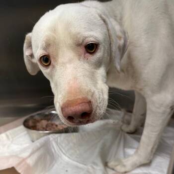 Rocky 26-08-123 -  Weimaraner Dog for Adoption in Bastrop, Texas - Rocky 26-08-123 | PetCurious