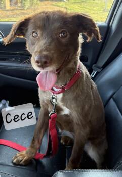 Australian Shepherd Dogs Available for Adoption in Prince Frederick, Maryland - Cece | PetCurious