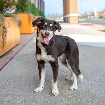 Husky and Poodle Dogs Available for Adoption in Hamilton Township, New Jersey - MAX  | PetCurious