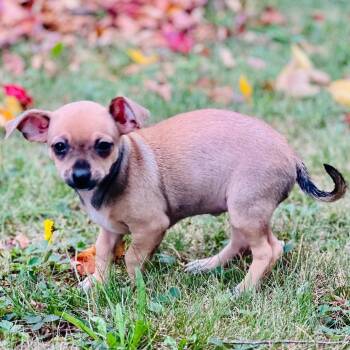 Misha -  Chihuahua Dog for Adoption in Enfield, New Hampshire - Misha | PetCurious