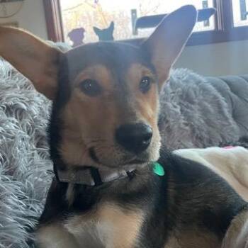 Mixed Breed Dogs Available for Adoption in Buffalo, Minnesota - Sheriff | PetCurious