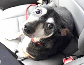 Chihuahua Dogs Available for Adoption - A653733 | PetCurious