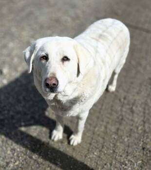 Akbash Dogs Available for Adoption - Bell Bell | PetCurious