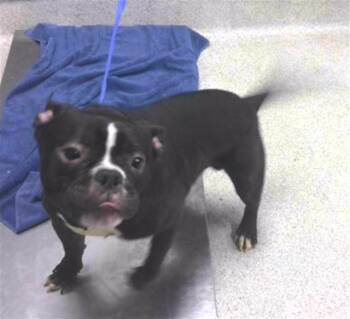 BIG BOY -  American Staffordshire Terrier and Mixed Breed Dog for Adoption in Tallahassee, Florida - BIG BOY | PetCurious