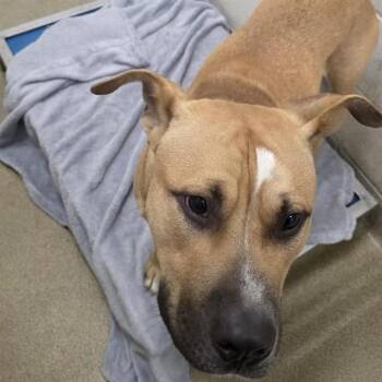 Pit Bull Terrier and Mixed Breed Dogs Available for Adoption in St. Louis, Missouri - GIMLI | PetCurious