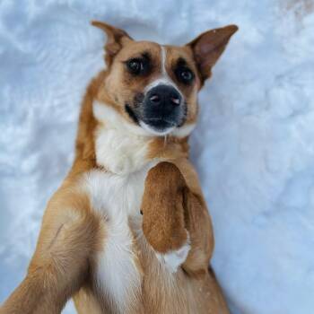 Retriever Dogs Available for Adoption - Shrimp  | PetCurious