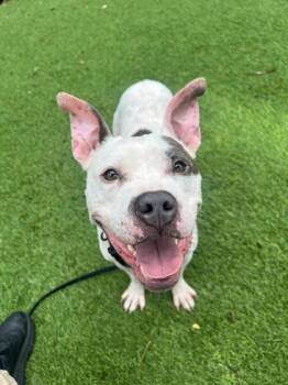 Terrier and Mixed Breed Dogs Available for Adoption in North Miami Beach, Florida - Apollo | PetCurious