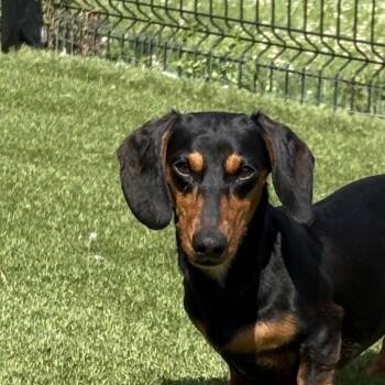 Rune -  Dachshund Dog for Adoption in Auburn, Nebraska - Rune | PetCurious