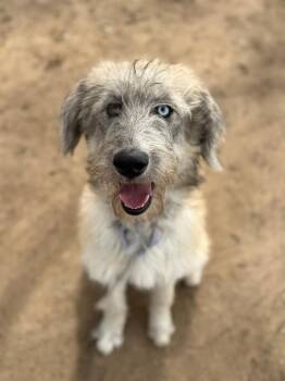 Goldendoodle and Husky Dogs Available for Adoption - Winn Dixie The Perfect Fluffy Princess | PetCurious