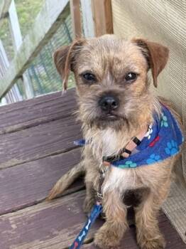 Rescue Brussels Griffon and Mixed Breed Dogs for Adoption in Santa Fe, Texas - Jake | PetCurious