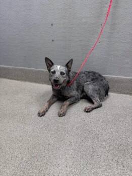 LOBSTER -  Australian Cattle Dog Blue Heeler Dog for Adoption in Las Vegas, Nevada - LOBSTER | PetCurious