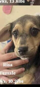 Mixed Breed Dogs Available for Adoption in Wyoming, Michigan - Risa | PetCurious