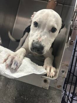 Rescue Pit Bull Terrier Dogs for Adoption in Mobile, Alabama - Petey | PetCurious